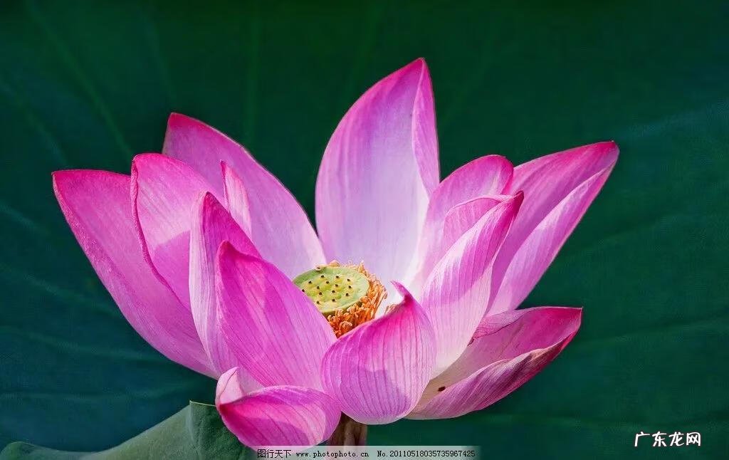 有关荷花的图片大全图片 有关荷花的图片大全