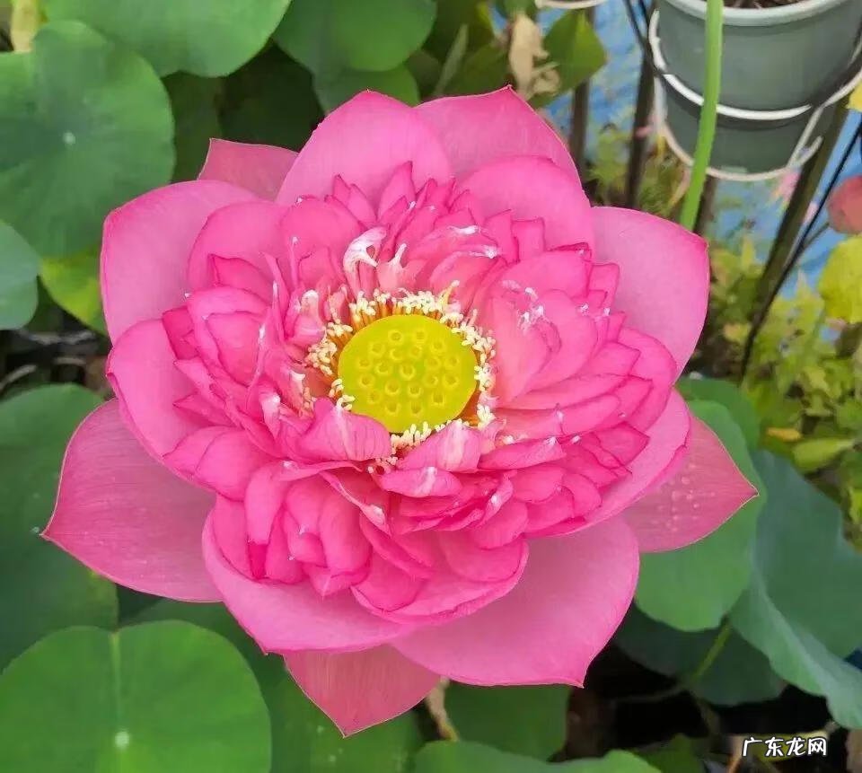 有关荷花的图片大全图片 有关荷花的图片大全