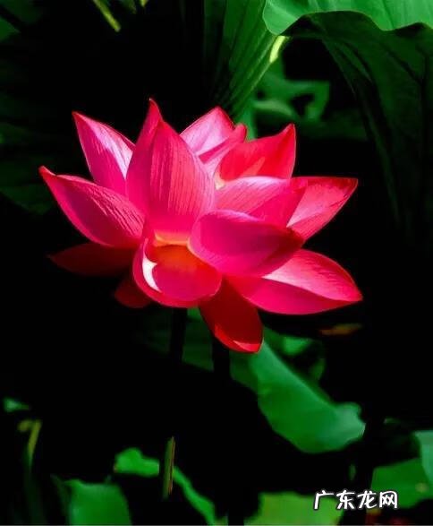 有关荷花的图片大全图片 有关荷花的图片大全