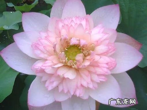 有关荷花的图片大全图片 有关荷花的图片大全