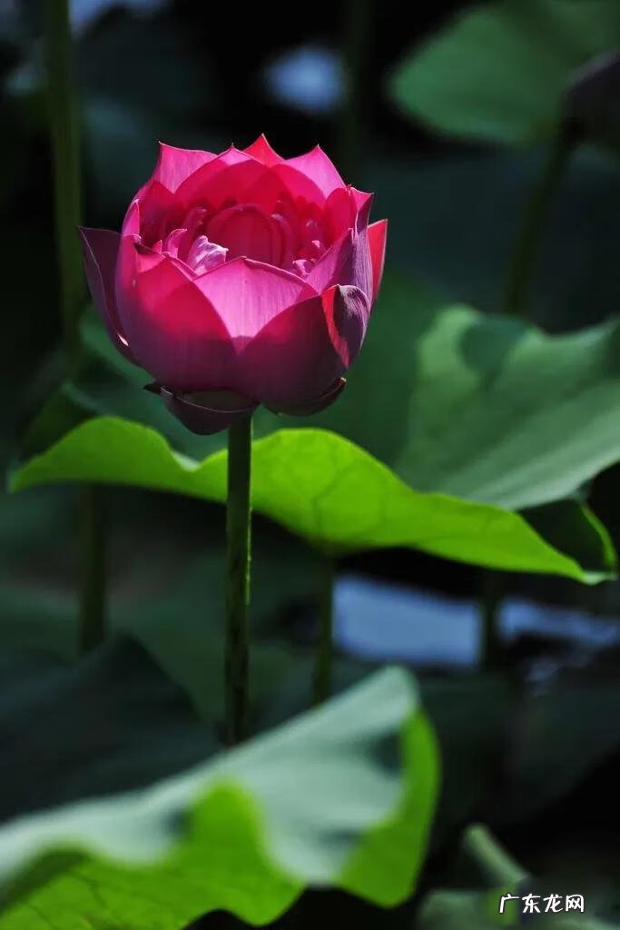 有关荷花的图片大全图片 有关荷花的图片大全