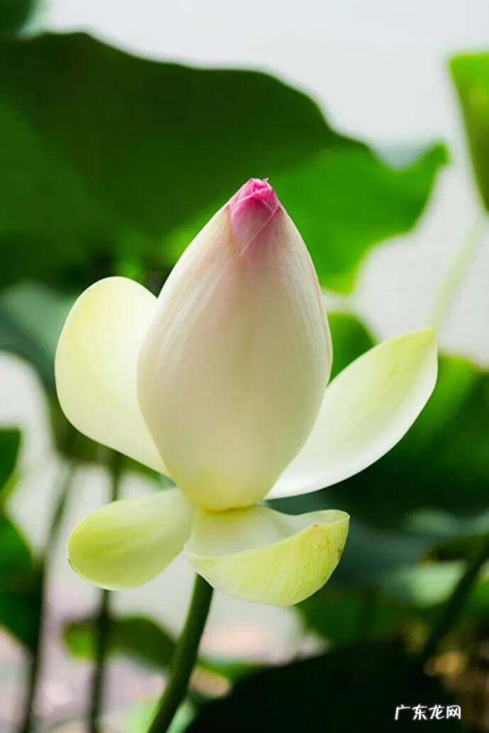 有关荷花的图片大全图片 有关荷花的图片大全