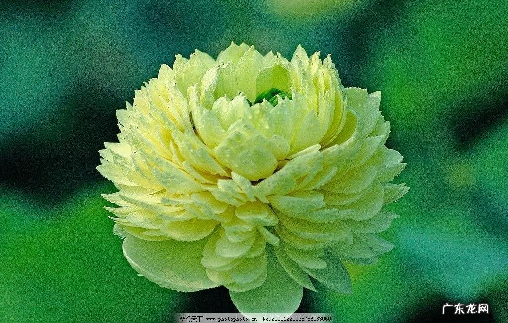 有关荷花的图片大全图片 有关荷花的图片大全