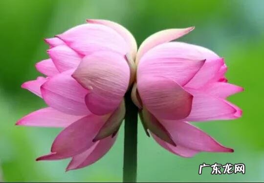 有关荷花的图片大全图片 有关荷花的图片大全