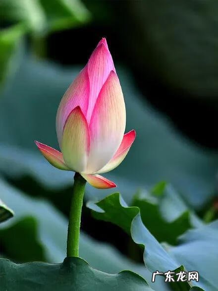 有关荷花的图片大全图片 有关荷花的图片大全