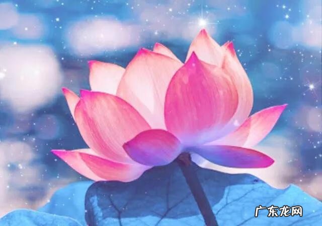 有关荷花的图片大全图片 有关荷花的图片大全