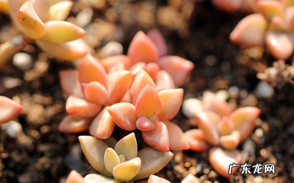 五大皮实好养多肉最适合新手养护