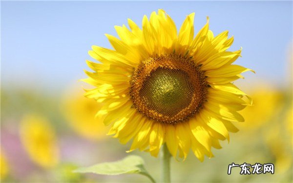 向日葵的茎有什么作用有哪些功效