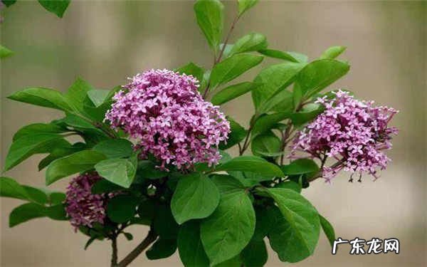 丁香茶毒副作用喝丁香茶有什么禁忌