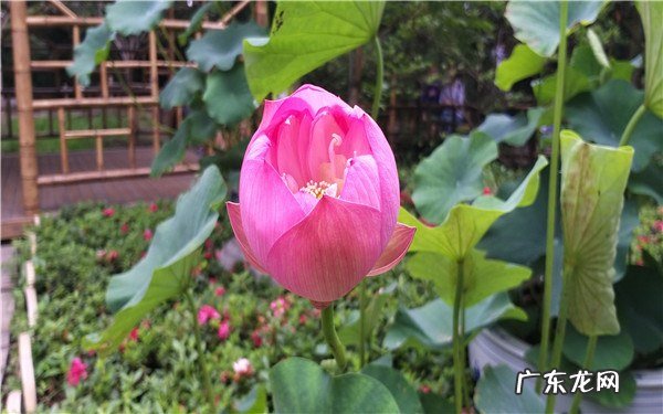 老式水缸种荷花的方法怎么种