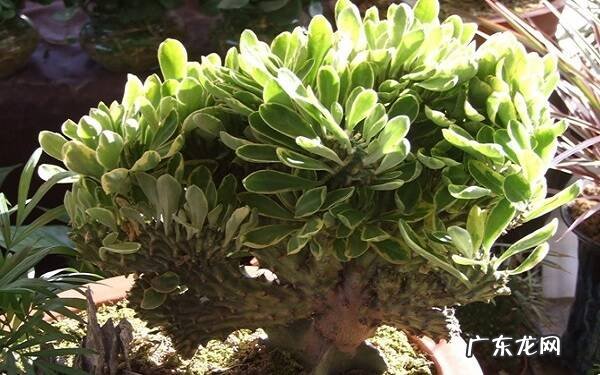 玉麒麟配什么样花盆好适合什么盆栽