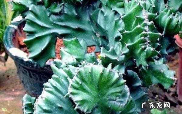 玉麒麟配什么样花盆好适合什么盆栽