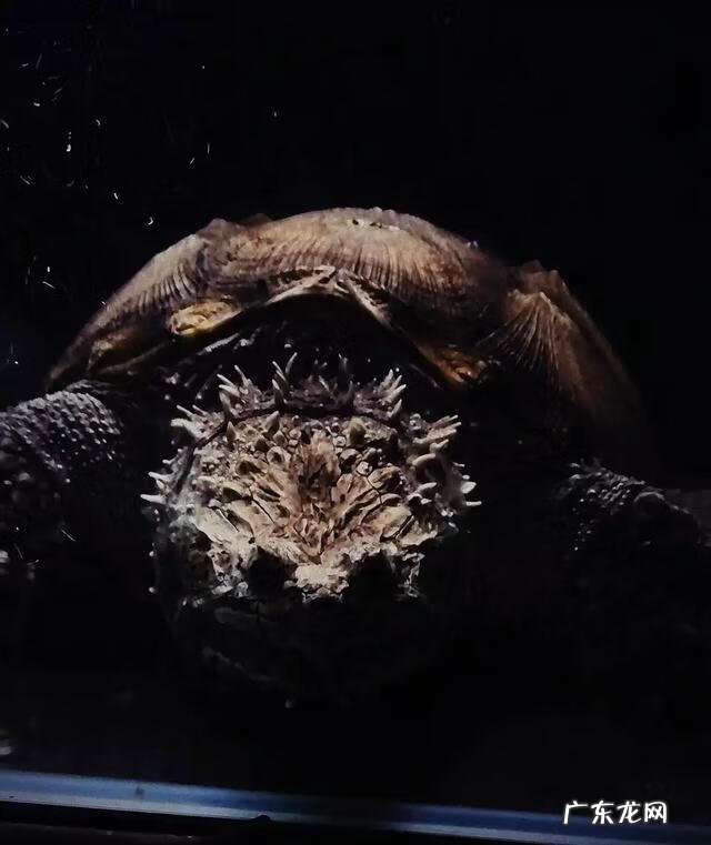 养水龟有啥风水讲究 山水养龟的风水作用