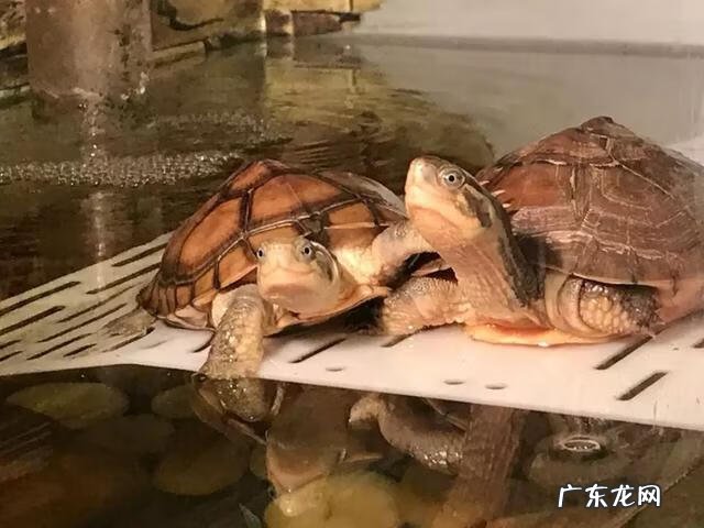 养水龟有啥风水讲究 山水养龟的风水作用