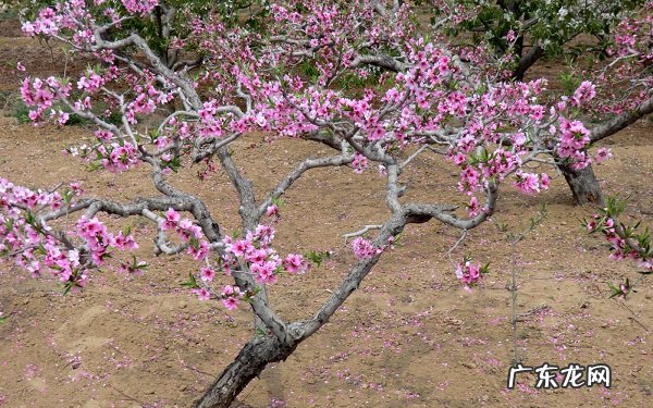 室内避邪植物哪些植物避邪效果最好