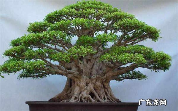 榕树盆景怎么养方法是什么