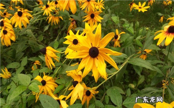 多菌灵可以浇花吗能和复合肥一起浇吗