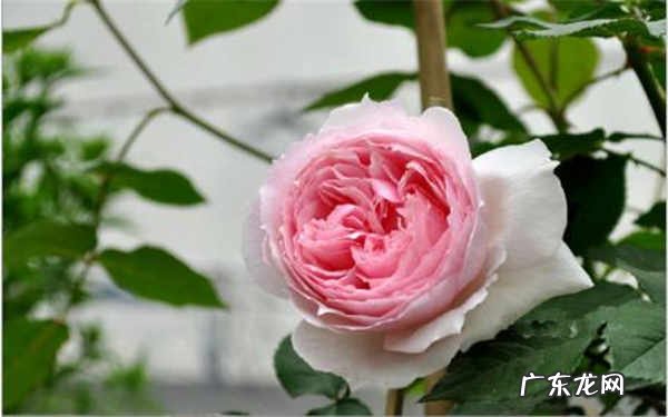 十大勤花月季最经典月季花