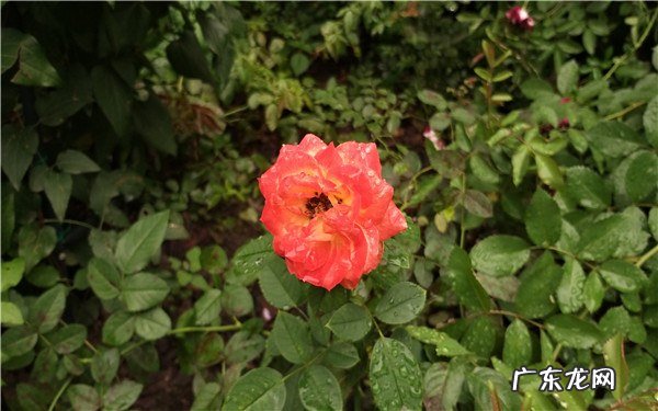 花盆里有蜈蚣好不好有蜈蚣怎么办