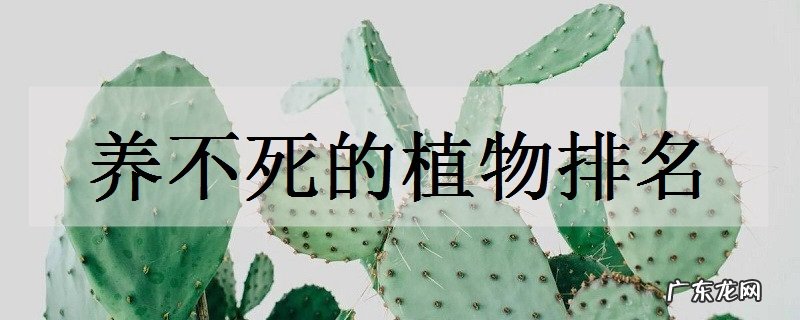 养不死的植物排名养花新手必看