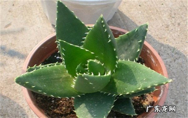 波露多久浇一次水浇水方法有哪些