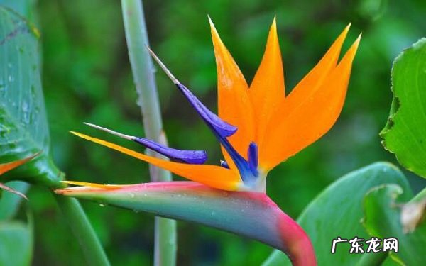 搬新家送什么植物吉利哪些绿植寓意好