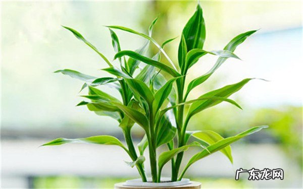 搬新家送什么植物吉利哪些绿植寓意好