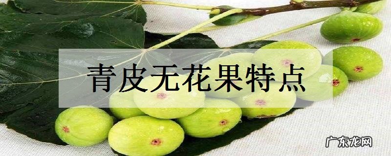 青皮无花果特点有哪些优缺点