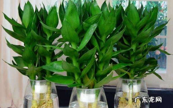 水培观音竹黄叶怎么办是什么原因造成的