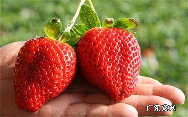 四季草莓一年结几次果什么时候结果