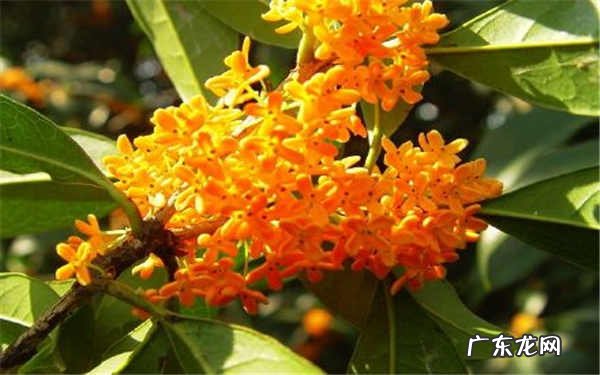 桂花叶尖干枯用什么药解决方法有哪些