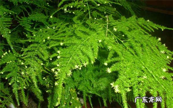 白糖水浇文竹可以吗好不好