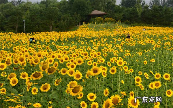 向日葵一般送几朵送女生向日葵合适吗