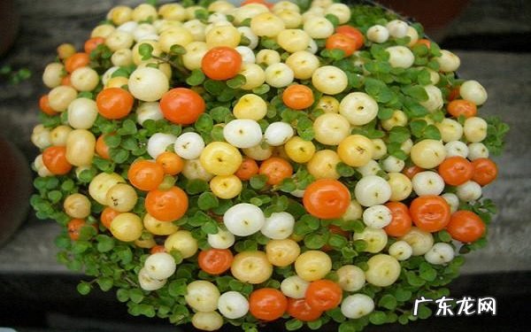 红果薄柱草好养吗养殖方法有哪些