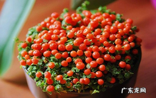 红果薄柱草好养吗养殖方法有哪些