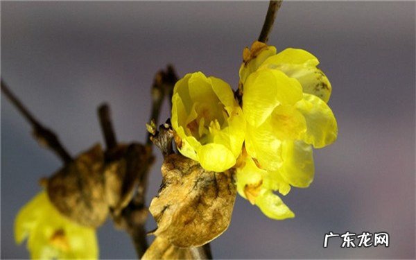 梅花的象征意义有哪些特点