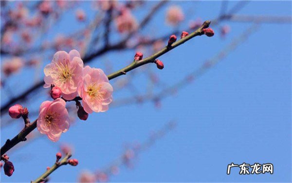 梅花的象征意义有哪些特点