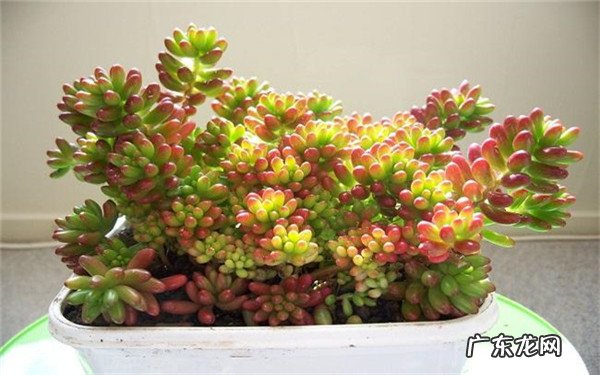 宝丽安娜怎么浇水如何养才能出状态