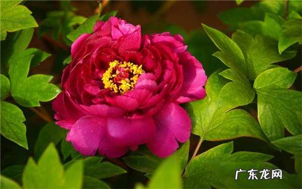 春季开花的木本花卉盘点花期在春天的木本植物