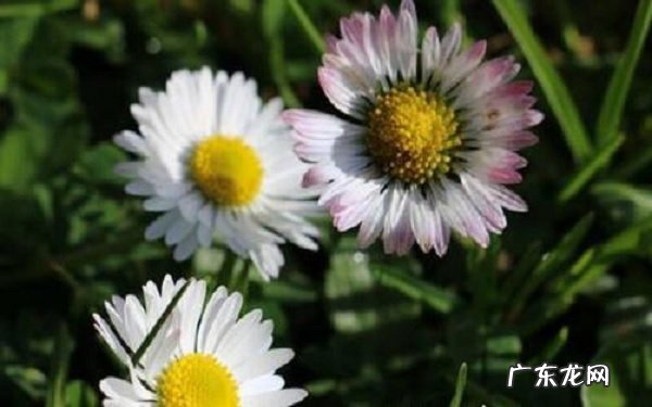 小雏菊是一年生植物吗该如何养护