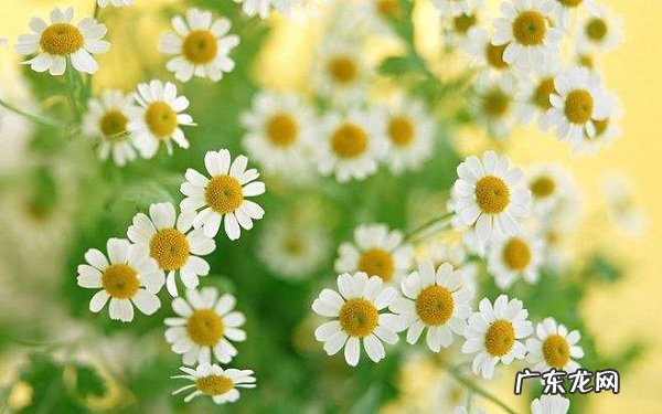 小雏菊是一年生植物吗该如何养护