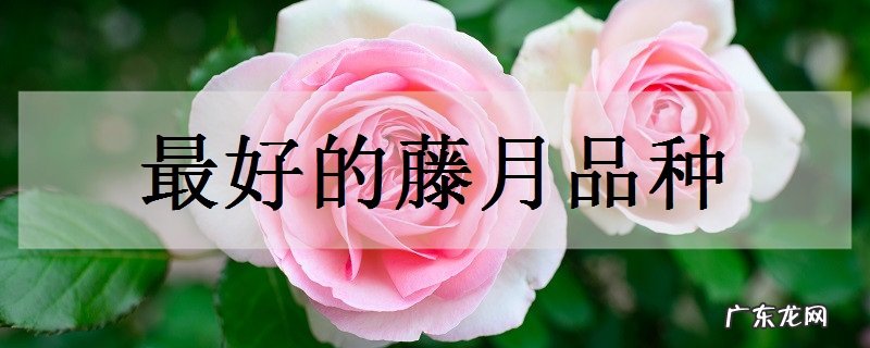 最好的藤月品种有哪些