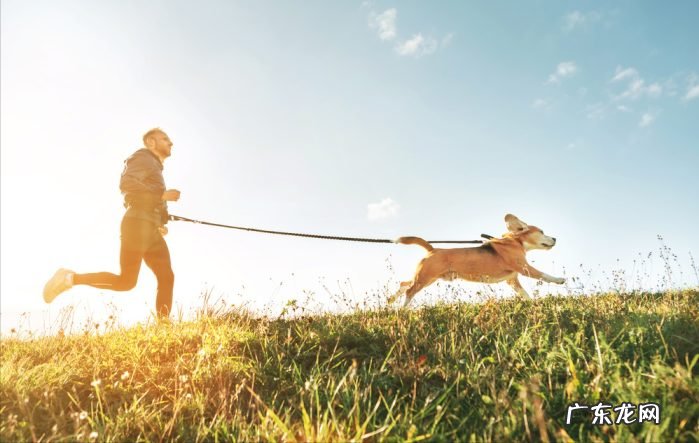 狗狗肥胖的原因分析 狗狗太胖了怎么给他减肥