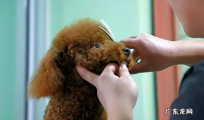 快来看这5招一秒分辨出它们 泰迪和比熊的区别是什么