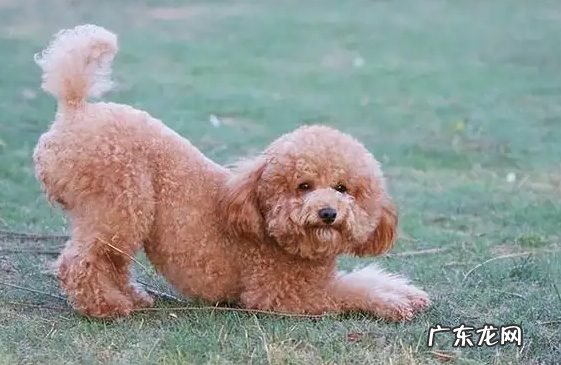 快来看这5招一秒分辨出它们 泰迪和比熊的区别是什么