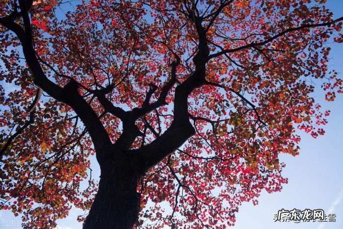 跟着古诗赏红叶 描写秋天乌桕的诗有哪些