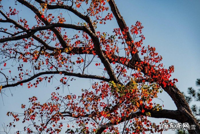 跟着古诗赏红叶 描写秋天乌桕的诗有哪些