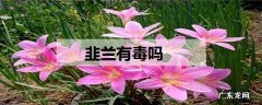 韭兰有毒吗如何养殖韭兰