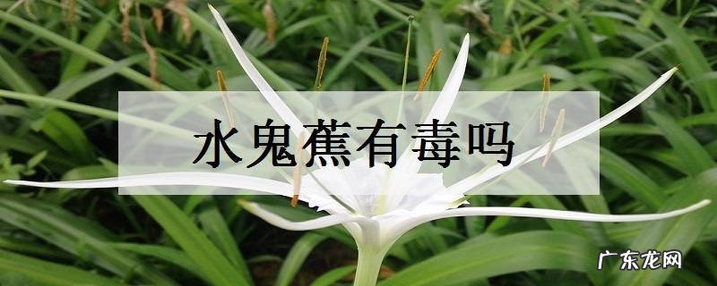 水鬼蕉有毒吗能养在室内吗