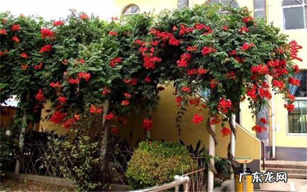 凌霄花打顶吗怎么养凌霄花